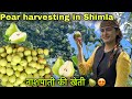 पहाड़ों की नाशपाती 🍐🍐(Pear) || Harvesting Pear in Himachal Pradesh || Pahadi lifestyle Vlog || GFN