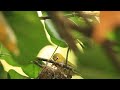 綠繡眼育雛 japanese white eye feeding babies メジロ育雛