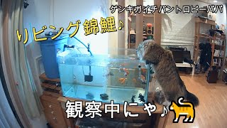 #錦鯉＃金魚　　観察中ニャン♪