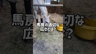 馬房の適切な広さとは　#馬 #動物 #乗馬 #馬術 #解説 #競馬 #雑学 #勉強