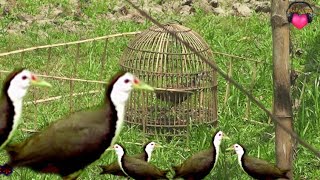 ডাহুক পাখি শিকার, ডাহুক শিকার, পাখি শিকার, wak wak water bird, dahok hunting, village life,