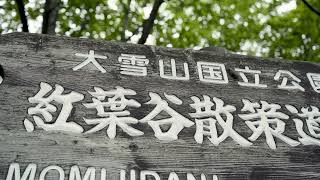 層雲峡紅葉谷　植樹プロジェクト