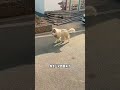 这可咋办 pets cute funny animals puppy