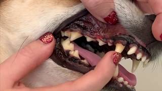 Dental Grading Explained