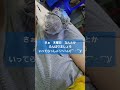 インコと主の日常 *´ー｀* 💕 チョコ u0026あお コガネメキシコインコ 不自由 羽衣セキセイインコ 片翼の天使 インコのいる暮らし 癒し birds ほっこり shorts 鳥