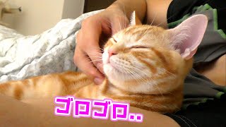 朝から飼い主にすりすりが止まらない甘えん坊猫がかわいい...！