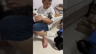 【小脑斧】小猫咪也会吃醋😂😂