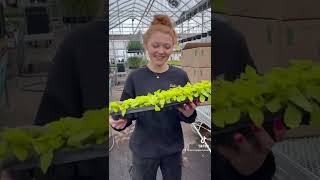 Unboxing baby plants!!