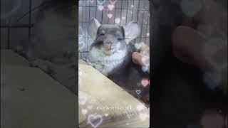 うちにはこんなのがいます♡　#チンチラ　#ちんちら　#chinchilla 　