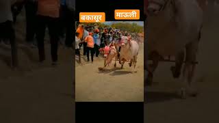 पंचम हिंदकेसरी #बकासुर #बकासुर आणि माऊली #bailgada #video मावळ माती