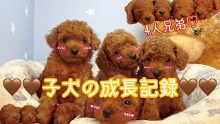 ナナママとモコパパの赤ちゃんの成長記録🐶🤎