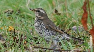 Dusky Thrush at Beeley 2