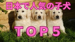 日本で人気の子犬TOP5【ランキング】