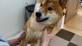 柴犬ハチ「お出かけいくよ」で表情に変化が