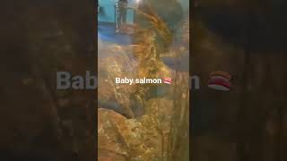 #salmon #tanks #aquarium #hatchery #alaska #seward #sealife #new #cool #kidsvideo #kids #kidsvideos