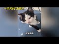 面对没有边界感的人类，猫咪无语了