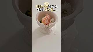 다이소에서 화분인줄알고 샀는데 망한 썰💬