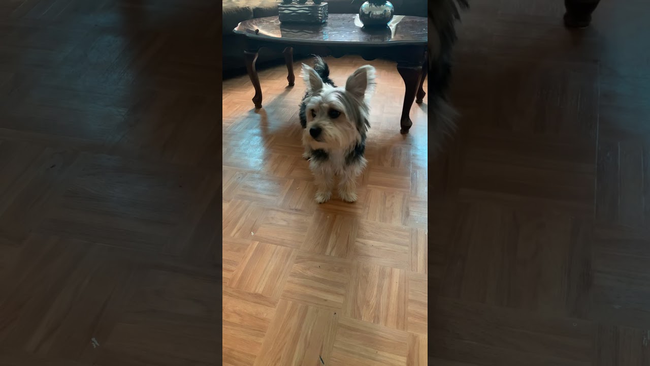 Yorkshire Terrier Barking Youtube