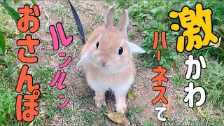 みつばちのハーネスをつけて散歩する可愛いうさぎ