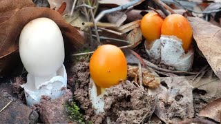 ขึ้นภูสูงเก็บเห็ดระโงกเห็ดแดงเห็ดออกเป็นหมู่ๆตะกล้าใบใหญ่เกือบเต็ม