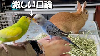 うさぎを無視して喧嘩を始めるセキセイインコが笑えますww　(No.22)