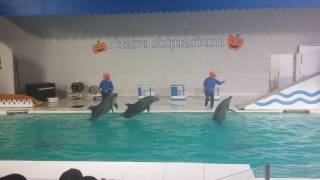 小樽水族館イルカショーotaru  hokkaido dolphin show