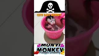 bayi monyet lucu #babymonkey #animals #bayiberuk #beruk #monkeyvideo #short #subscribe #shortvideo