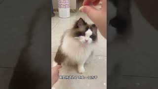 布偶猫美貌换智商？今天测试一下！【卡鲁宾】