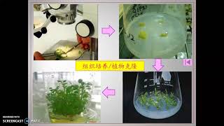 科学三年级植物的繁殖技术