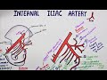 Internal Iliac Artery / Hypogastric Artery