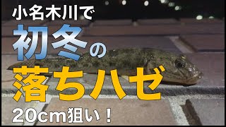 初冬の小名木川で落ちハゼ調査【1年間で100魚種釣ってみた#4】