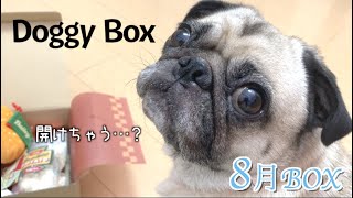 【DoggyBox8月】ドギボのリアル過ぎるおやつ!!恐怖の遊びを編み出すパグ犬リク!!