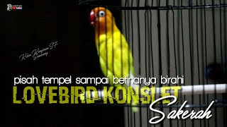 PROSES LOVEBIRD KONSLET SAKERAH TEMPEL PISAH BETINA HARIANYA