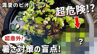 【メダカの屋外ビオトープ】知らなきゃヤバイ！真夏の暑さ対策の意外な\