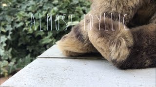 Almost Idyllic (webkinz music video)