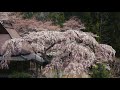 西光寺のしだれ桜