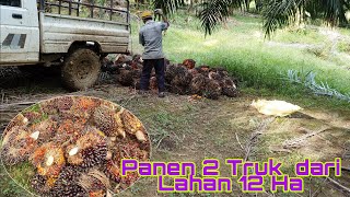 HASIL PEMUPUKAN MENGGUNAKAN CAMPURAN NPK 16.16.16 DAN UREA ( Lasini 16Ha )