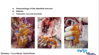 Lesion Atlas of Poultry Diseases