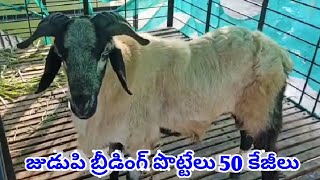 NELLORE JUDUPI SHEEP RAM 9886716261 BREEDING RAM BAKRA POTTELU