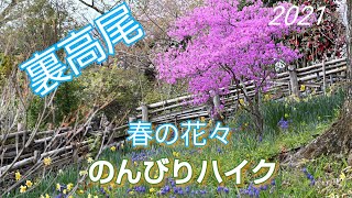 【のんびり 低山歩き】裏高尾     日影林道～小仏城山   2021年4月上旬