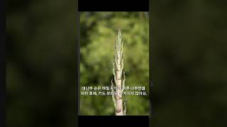 윤조열 선생님의 자연교실 100 - 대나무