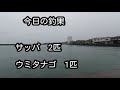 千葉県　千倉漁港　サビキ釣り