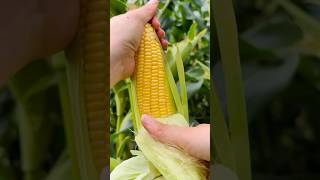 解壓！沈浸式扒玉米Decompression! Immersive corn #satisfying #田園生活 #whitenoise #白噪音 #解壓 #田園 #rurallife #解压