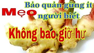 Mẹo bảo quản Gừng tươi quanh năm rất hay của người xưa .