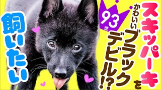 ❤️人気93位【スキッパーキってどんな犬？】子犬の価格や性格、寿命、飼いやすさは？ カワイイ動画でチェック！