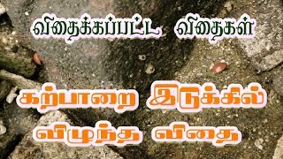 விதைக்கப்பட்ட விதைகள் -2 / SOWED SEEDS -2