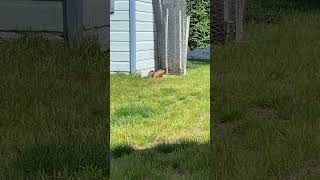 And these groundhogs love me! #groundhog #backyardigans