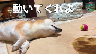 死んだふりしている柴犬