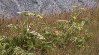 Long-tailed ground squirrel / Длиннохвостый суслик / Spermophilus undulatus