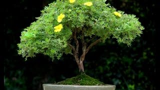 Most Beautiful And Unique Bonsai Trees